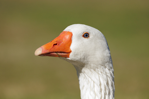 A beautiful gray goose with stunning eyes