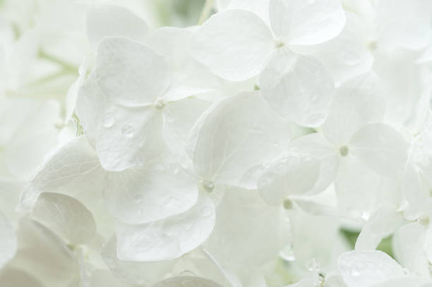istock White hydrangea flowers close up. Floral background 1409708253