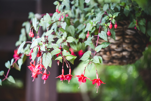 blooming beautiful flower in shades of red and purple fuchsia with leaves is isolated on white background, ` Huets Kwarts`, close up