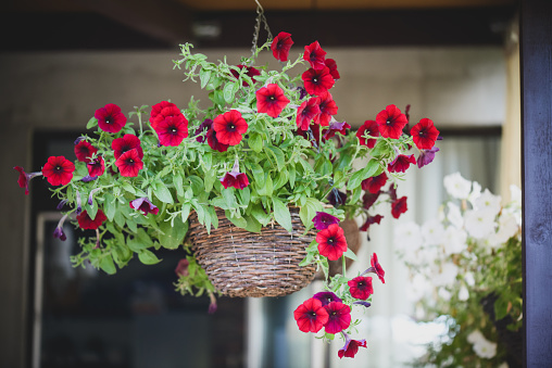 petunia flowers in the garden, hanging in a basket