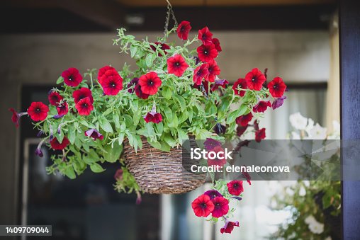 istock petunia flowers in the garden, hanging in a basket 1409709044