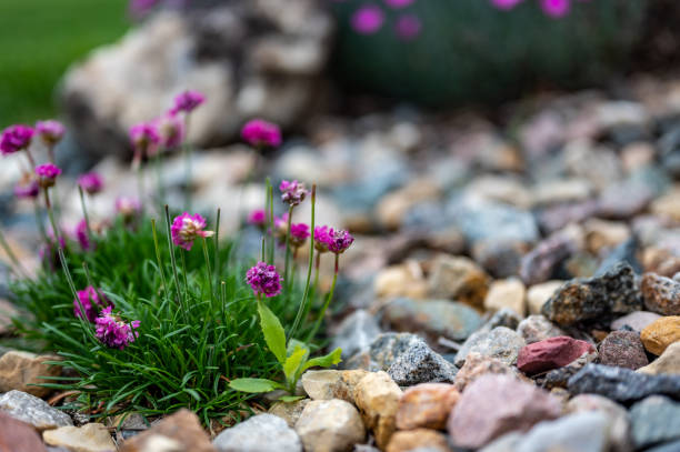 Landscape care showing a weed growing with flowers that will need to be pulled and removed