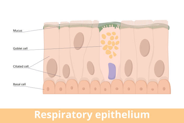 Respiratory epithelium A type of ciliated columnar epithelium found lining most of the respiratory tract as respiratory mucosa including goblet cell, basal and ciliated cells, mucus. epithelium stock illustrations