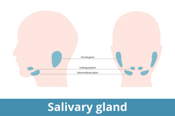 ilustraciones, imágenes clip art, dibujos animados e iconos de stock de glándula salival - salivary gland