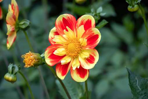 The Dahlia is a beautiful autumn flower that you see in many gardens