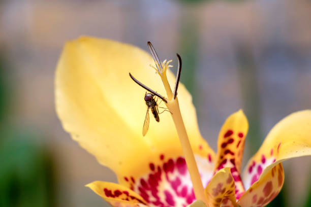 The focus is on the hoverfly