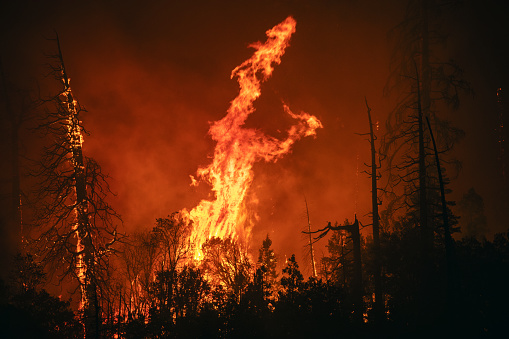 Huge Forest Fire in Red Pine Forests