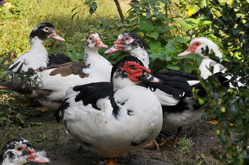 A group of adult musk ducks (Cairina moschata)