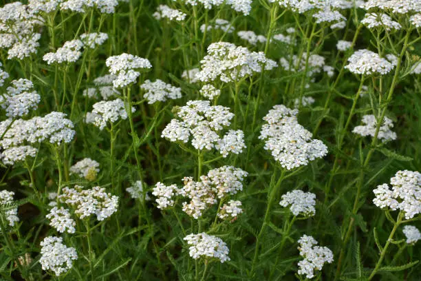 Yarrow (Achillea) blooms in the wild among grasses