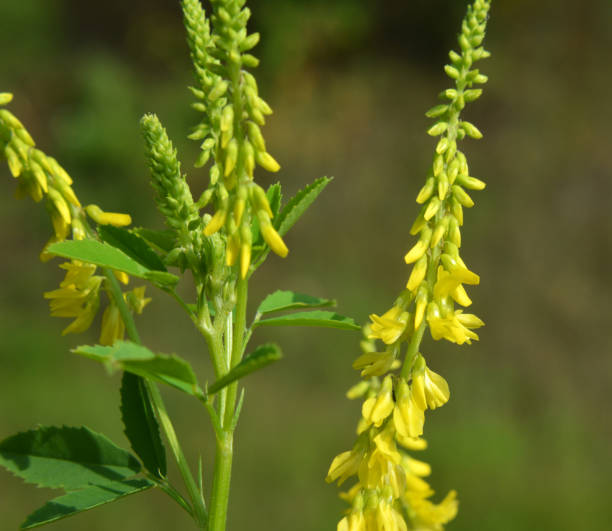 istock Melilot officinalis (Melilotus officinalis) blooms in nature 1409712307