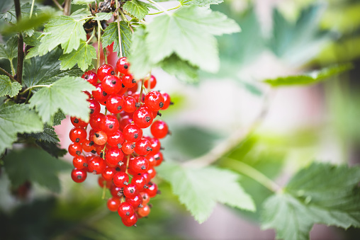 red currant on a bush in the garden