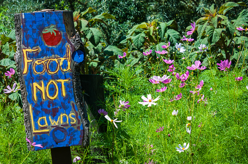 A hand painted sign next to a patch of pink and white cosmos flower stresses the idea of growing food rather than lawns. Use the flowers in salads or as a garnish for a splash of color and try adding young leaves to salads. However, it's important to note that only Cosmos sulphureus is edible.