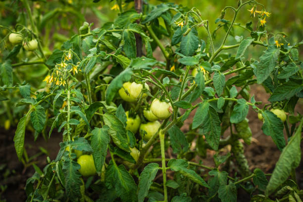 Green tomatoes in the garden. Agriculture and vegetable garden stock photo
