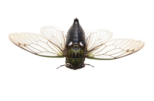 A small cicada isolated on white background