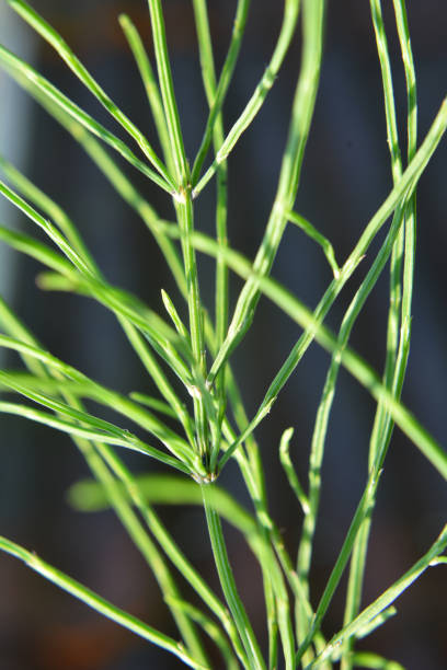 istock Horsetail field (Equisetum arvense) grows in nature. 1409715419