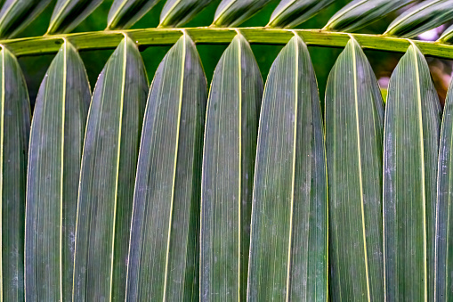 Image of a natural landscape in the abstract featuring shadows and green palm leaves.