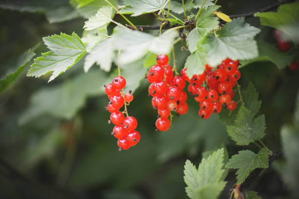 red currant on a bush in the garden