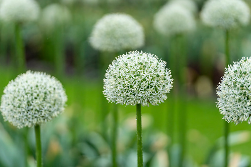 Allium flower bed for use as a background or plant identifier.