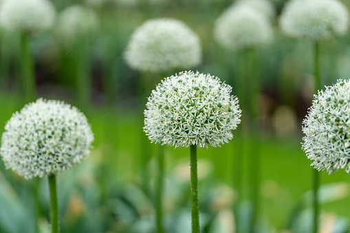 Onion seeds are blooming, cultivation at own field, perennials. Stories about life in village in Ukraine