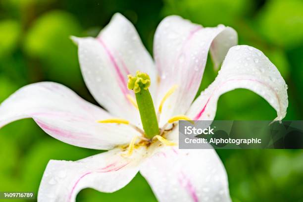 Tulip Flower Stock Photo - Download Image Now - Stamen, Tulip, Flower