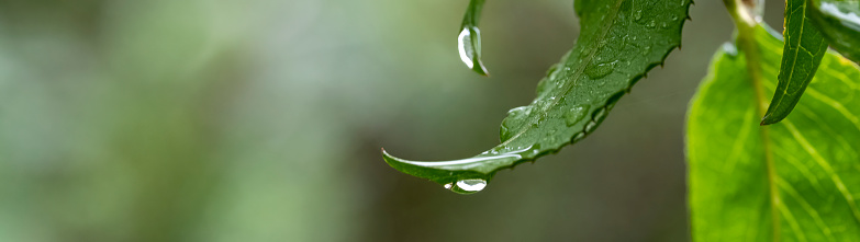 A water droplet creates a unique scene in the garden.
