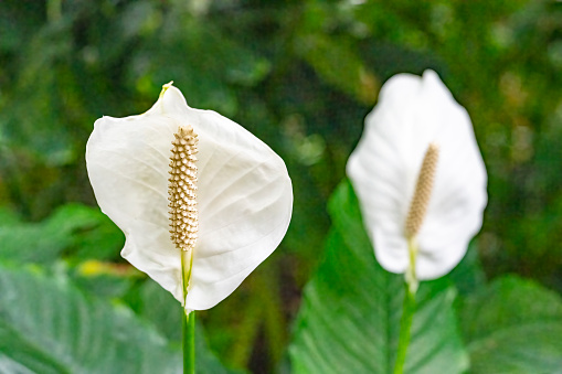 Air puryfing house plants in home concept. Spathiphyllum are commonly known as spath or peace lilies growing in pot in home room and cleaning indoor air.