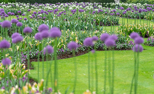 Allium flower bed for use as a background or plant identifier.