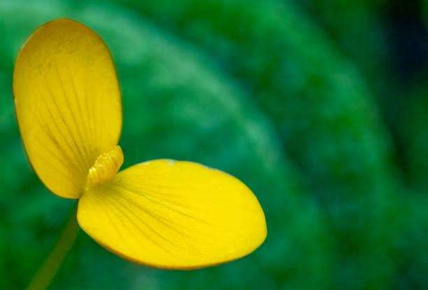 Yellow begonia flower