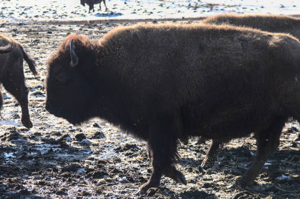 istock A Buffalo in the Herd 1409718104