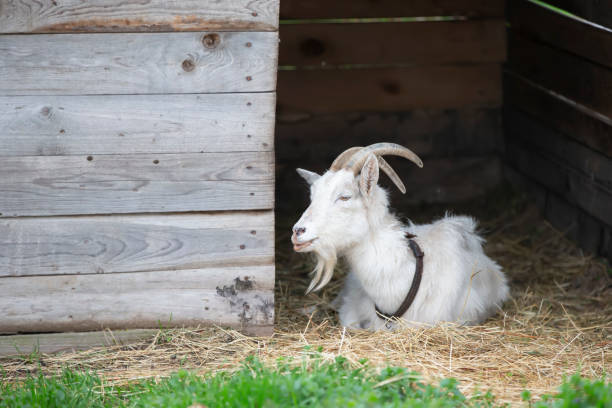 istock A horned goat sits in a paddock and smiles. 1409718917