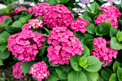 blooming red hydrangea