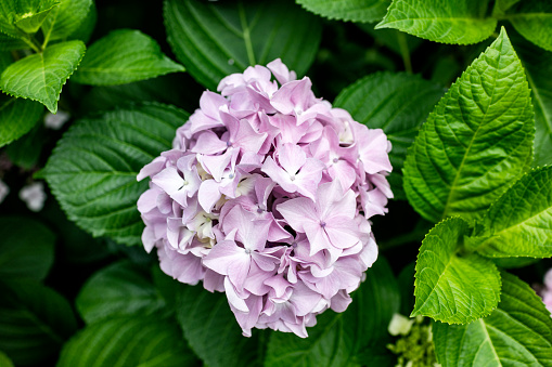Close-up of blooming pink hydrangea