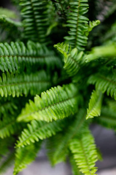 istock Abstract pattern formed by close-up of ferns 1409720558