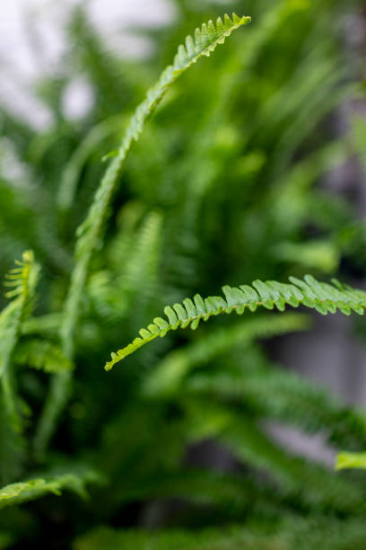 istock Abstract pattern formed by close-up of ferns 1409720571
