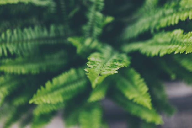 istock Abstract pattern formed by close-up of ferns 1409720574