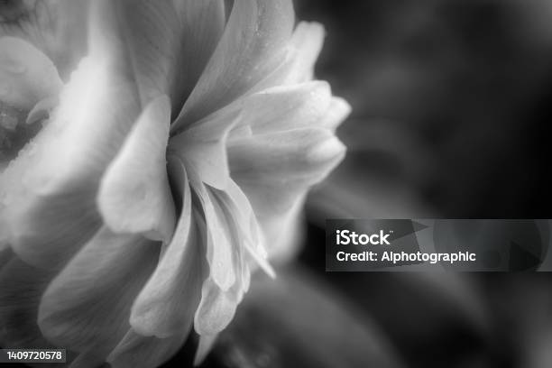 Camelia Flower In The Rain Stock Photo - Download Image Now - Camellia, White Color, Flower