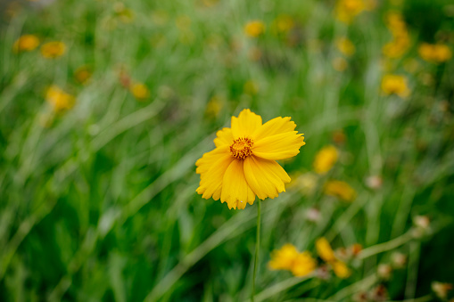 daisies in grass