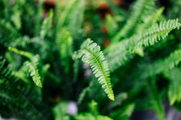 istock Abstract pattern formed by close-up of ferns 1409720598