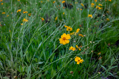 Bulbous buttercup or St. Anthony's turnip (Ranunculus bulbosus) in the meadow