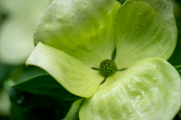 Clematis flower macro close up for use as a background or plant identifier.