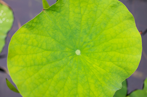Texture closeup of lotus leaf