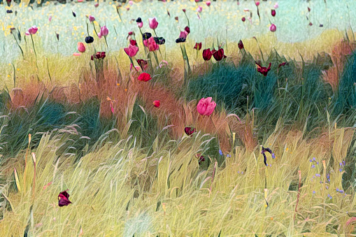 Many rows with bloomed roses in an agricultural field before harvesting.