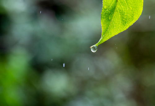 Rainwater droplets beading and falling from a leaf