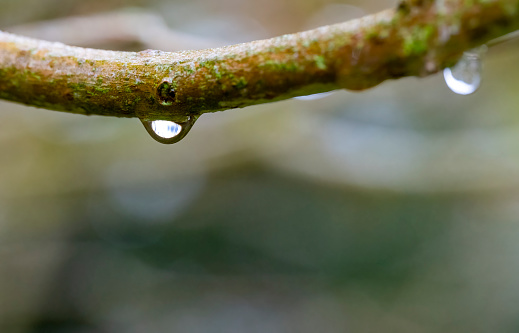Rainwater droplets beading and falling from a branch