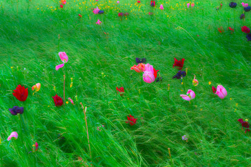 Tulip flowers in a meadow with wildflowers for use as a background or plant identifier. Heavily post processed to give a painterly effect.