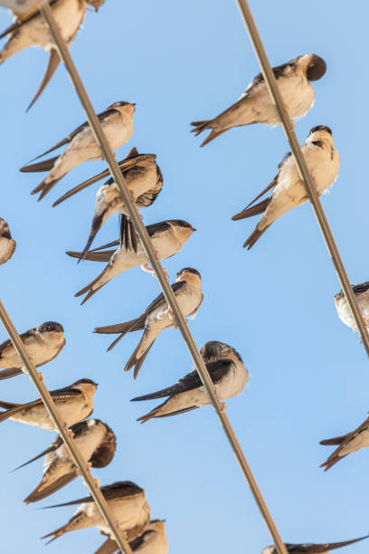 Barn swallows (Hirundo rustica) in my window