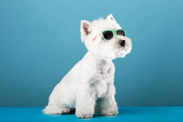 istock West highland white terrier dog with sun glasses on blue background 1409722385