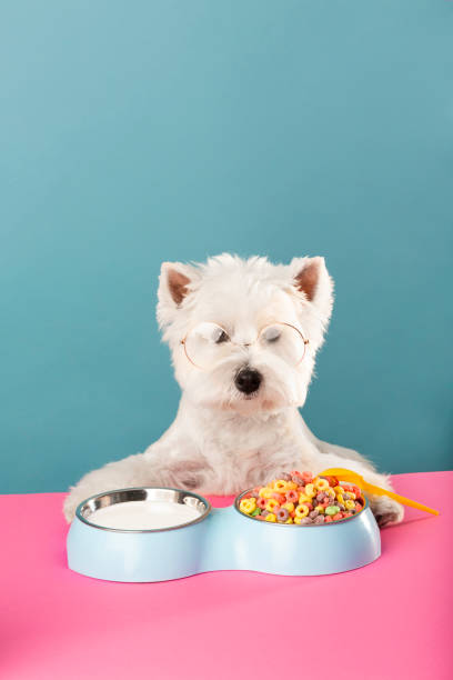 istock A dog with glasses has breakfast with corn flakes and milk. 1409722393