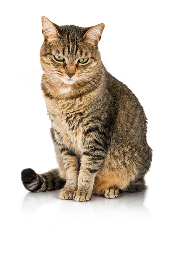 Tabby cat with a pensive or sad expression on white background