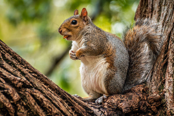 istock Squirrel on a tree branch in St. James' Park, London 1409723751